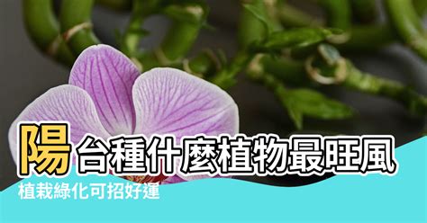 陽台種花風水|陽台種花風水：5種最旺財運的花